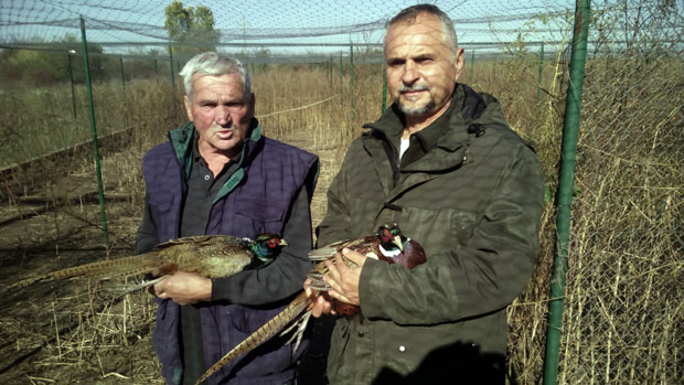 Пригревици код Апатина : Фазани доносе приход